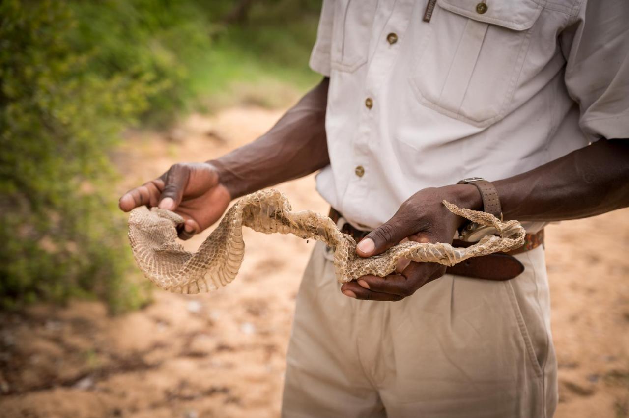 Kambaku Safari Lodge Timbavati Vadrezervátum Kültér fotó