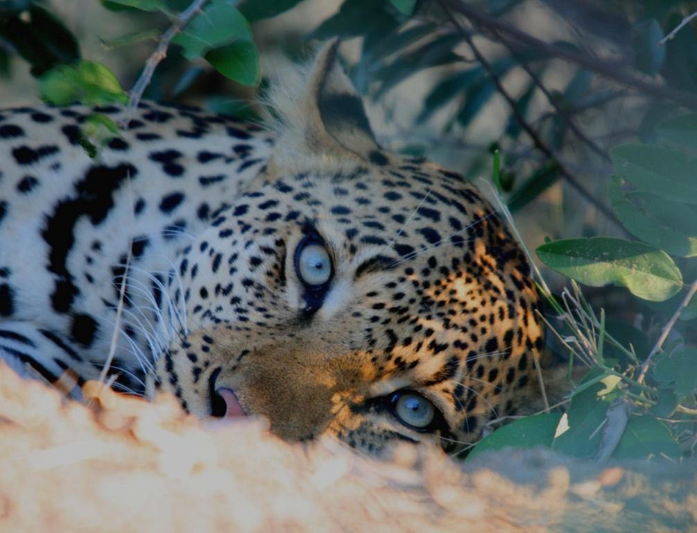 Kambaku Safari Lodge Timbavati Vadrezervátum Kültér fotó