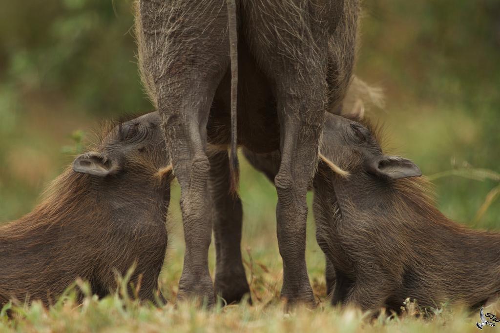 Kambaku Safari Lodge Timbavati Vadrezervátum Kültér fotó